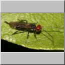 Braconidae sp - Brackwespe 05a 5mm.jpg